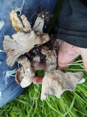 Lyophyllum littorale