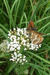 Melitaea parthenoides