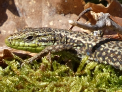 Iberolacerta monticola