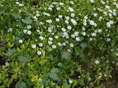 Stellaria crassifolia