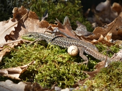 Iberolacerta monticola