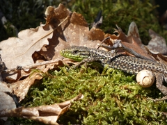 Iberolacerta monticola