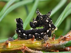 Gilpinia socia