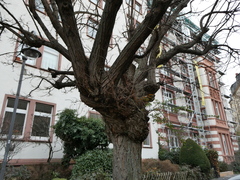 Berberis aquifolium