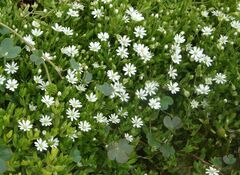 Stellaria crassifolia