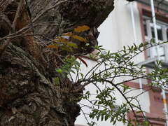 Berberis aquifolium