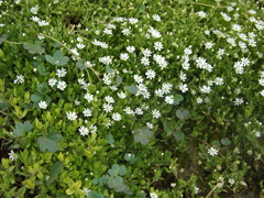 Stellaria crassifolia