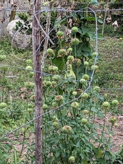 Leonotis nepetifolia