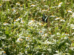 Graphium sarpedon connectens