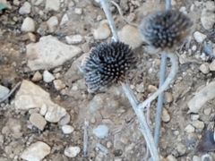 Pallenis spinosa spinosa