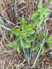 Baccharis halimifolia