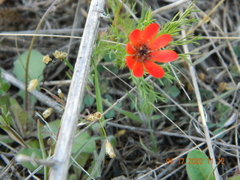 Adonis flammea