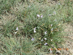 Astragalus corniculatus