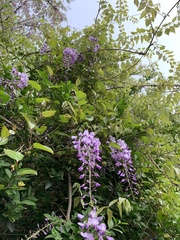 Wisteria