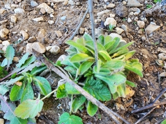 Pallenis spinosa spinosa