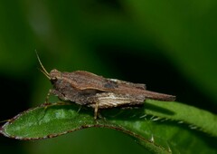 Tetrix subulata