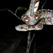 Malagasy Tree Boa - Photo (c) Frank Vassen, some rights reserved (CC BY)
