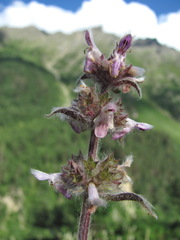 Stachys balansae
