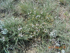 Astragalus corniculatus