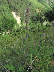 Stachys balansae