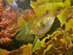 Olisthops cyanomelas