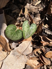 Hexastylis virginica