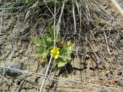 Ranunculus oxyspermus