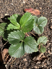 Fragaria