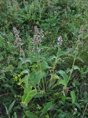 Stachys balansae