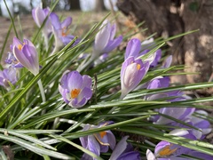 Crocus tommasinianus