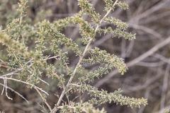 Baccharis pteronioides