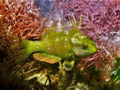 Heteroscarus acroptilus