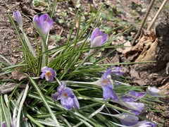 Crocus tommasinianus