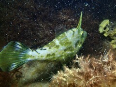 Scobinichthys granulatus