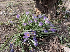 Crocus tommasinianus