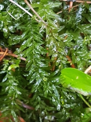 Plagiomnium undulatum