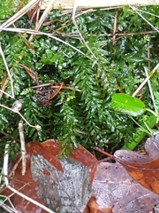 Plagiomnium undulatum