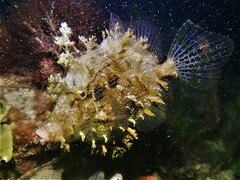 Chaetodermis penicilligerus