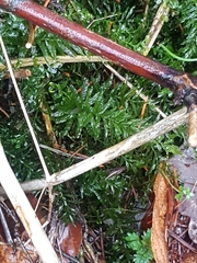 Plagiomnium undulatum