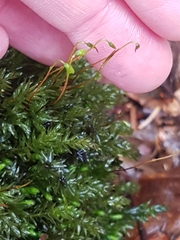 Plagiomnium undulatum