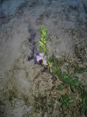 Lythrum ovalifolium