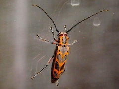 Saperda tridentata