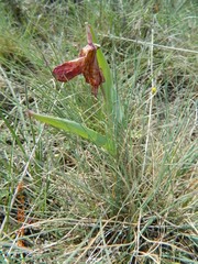Tulipa suaveolens
