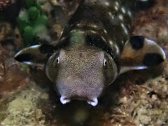 Necklace Carpet Shark photo 3