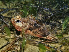Maxillicosta scabriceps