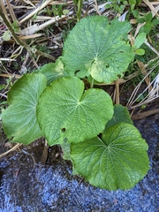 Piper umbellatum