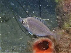 Parequula melbournensis