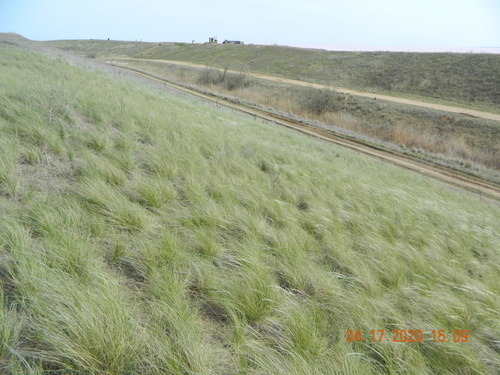 Stipa ucrainica, photograph 1