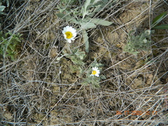 Anthemis ruthenica