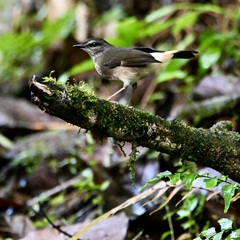 Myiothlypis fulvicauda
